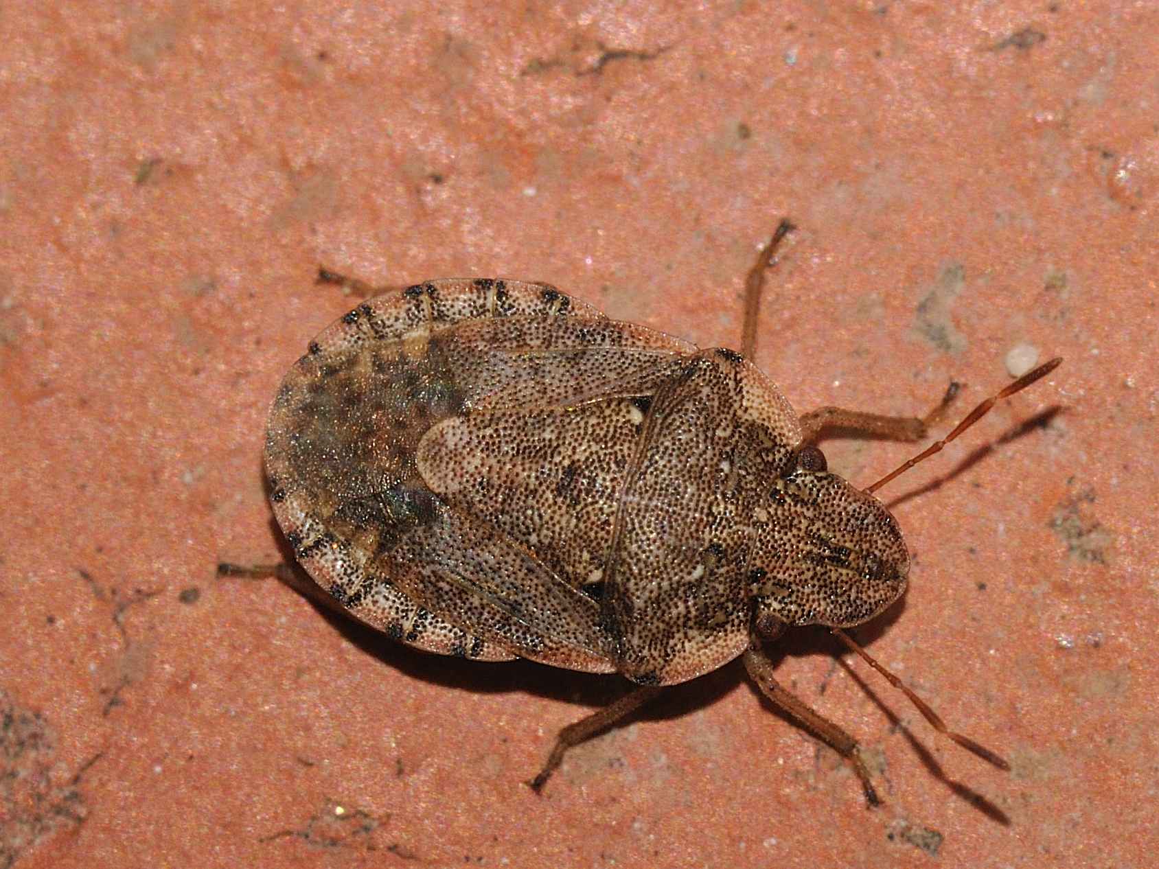 Pentatomidae: D. umbraculatus? No, Sciocoris maculatus